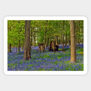 Bluebells Bluebell Woods Greys Court Oxfordshire UK Sticker